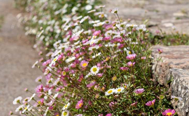 Fleabane can grow along steps and paths