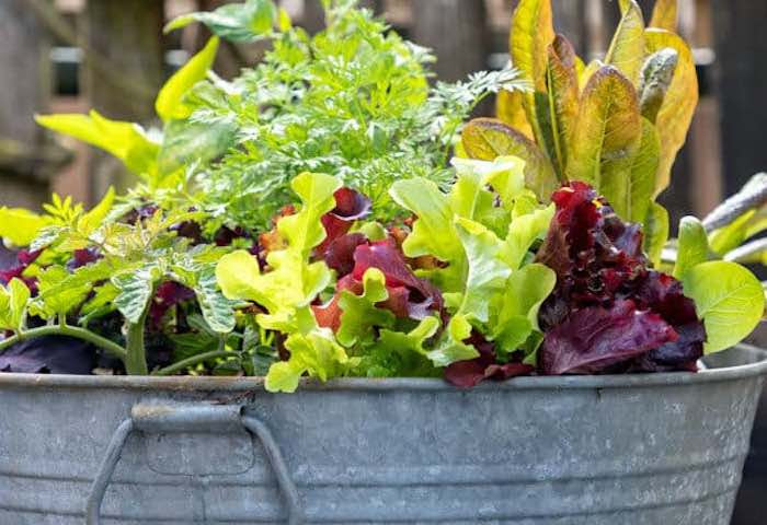 Salad growing in a large container