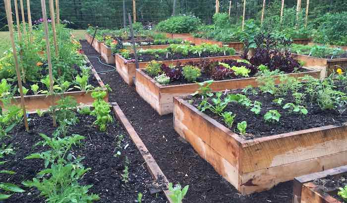 Raised Bed Garden with bark mulch path