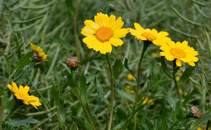Corn marigold