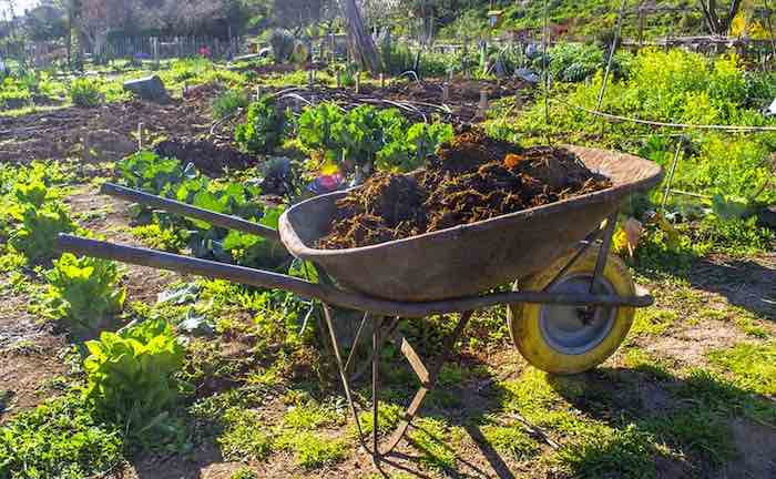 Wheelbarrow with manure for mulch