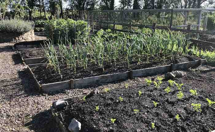 raised bed crops