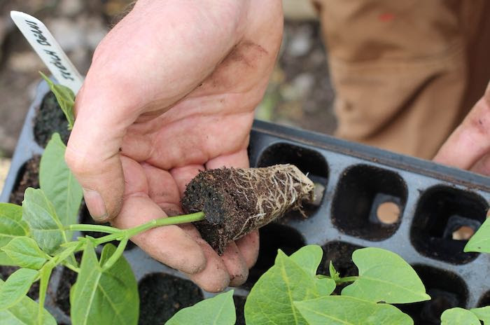 Vegetable Seedlings