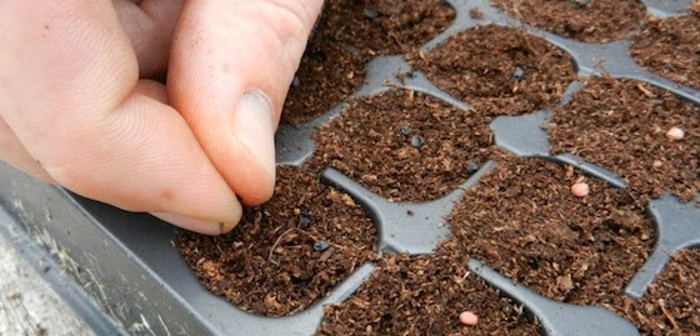Sowing Seeds, vegetable seeds
