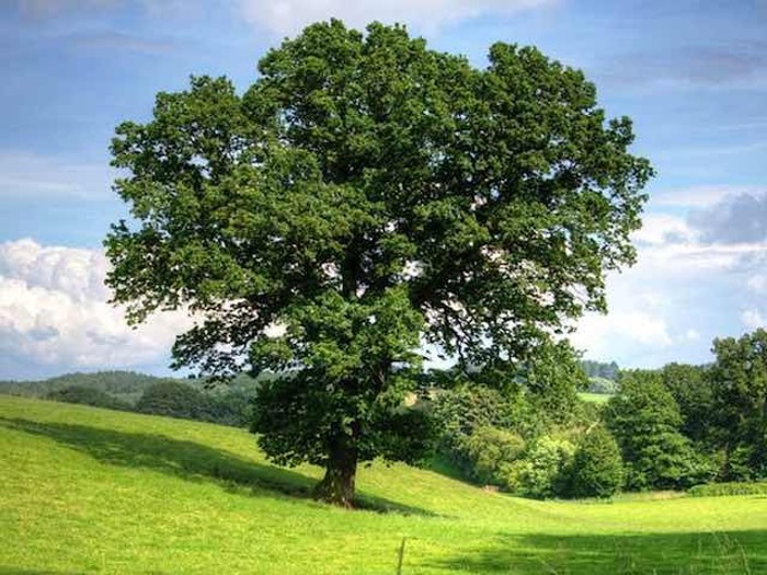 Plant your own trees