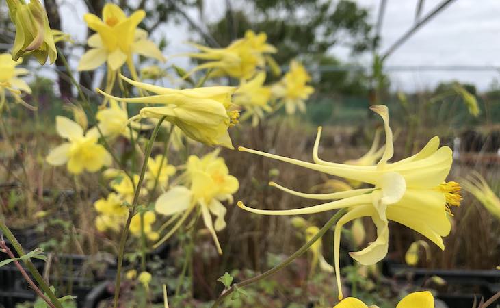 Aquilegia 'Yellow queen'