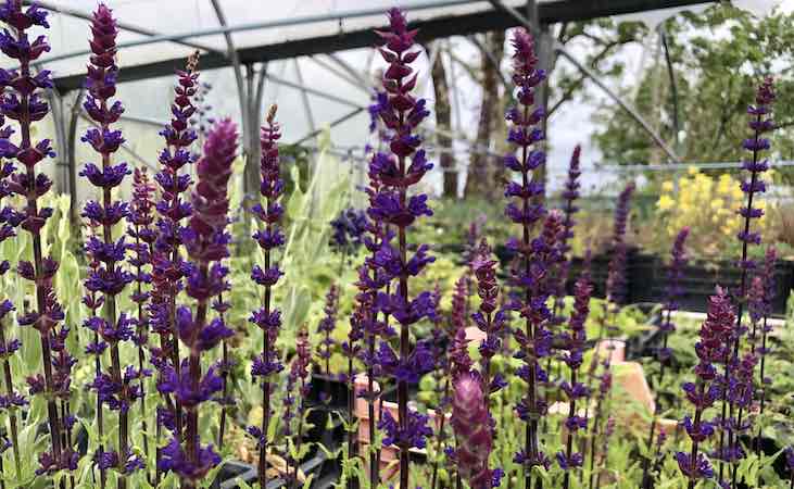 purple flowers