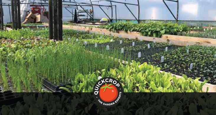 Seedling plants growing in the Quickcrop nursery