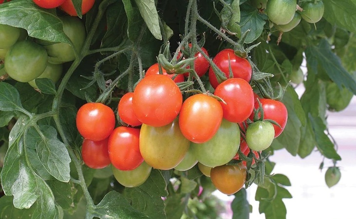 healthily fruiting tomatoes healthily fruiting tomatoes