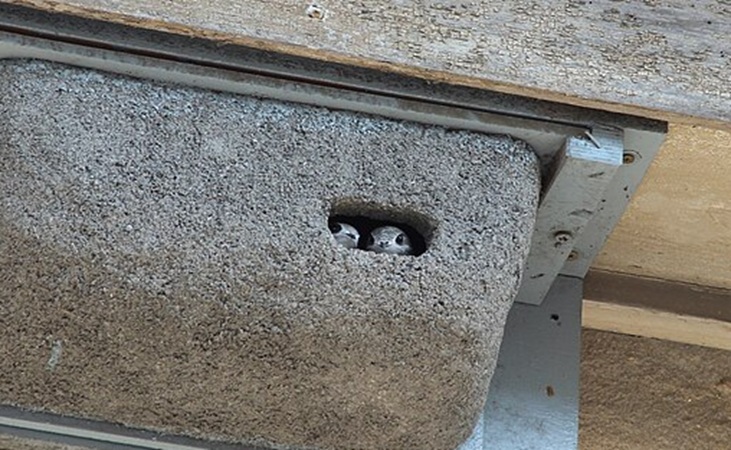two swift fledglings inside a Schwegler nest box - photo by Tonio Schaub