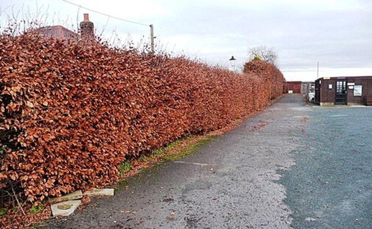Beech hedge in winter with copper coloured leaves
