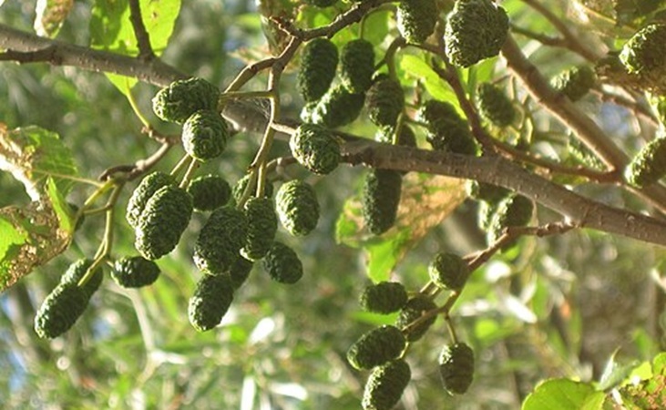 female Alder catkins