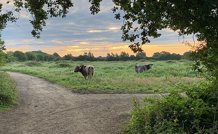 Longhorn cattle freeranging at Knepp Estate, image by Peter Easthern