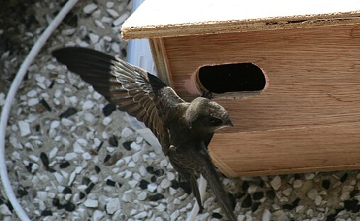 a swift inspecting a nest box