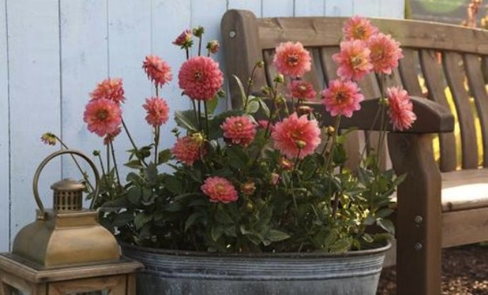 Dahlias planted in a container Dahlias planted in a container