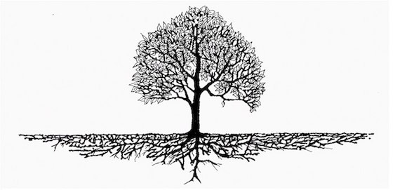 diagram of tree with roots below surface
