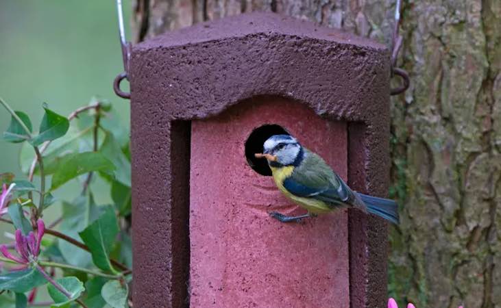 a Schwegler 'woodcrete' nest box
