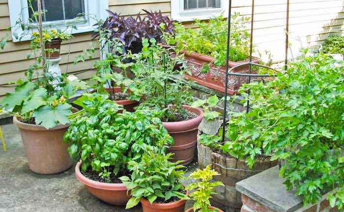 Container Gardening