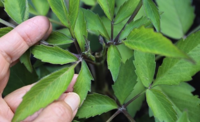 A hand checking leaves A hand checking leaves