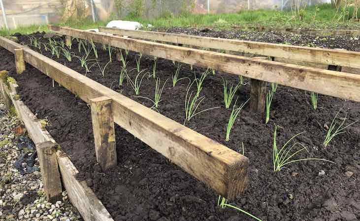 Timber rails placed over onion seedlings
