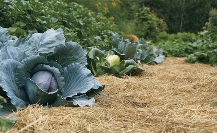 brassicas brassicas