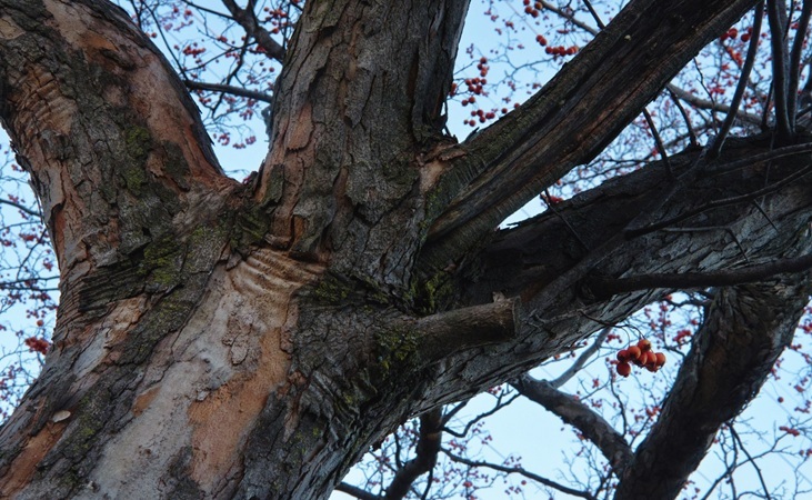 weathered Rowan tree