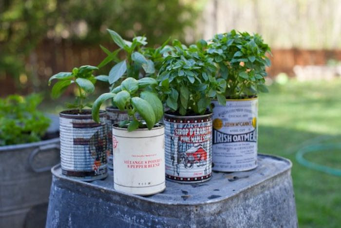 Using old tin cans to grow salads
