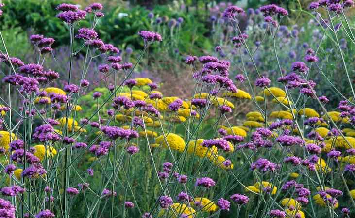 Achillea Cloth of Gold