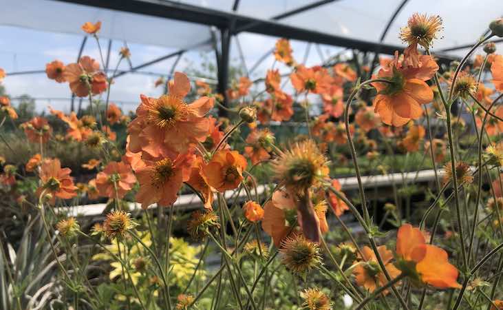 Geum 'Totally tangerine'