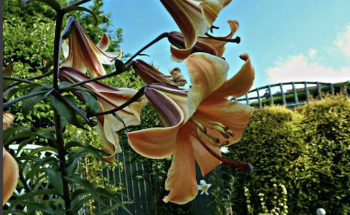 'African Queen' Lilium 'African Queen' Lilium