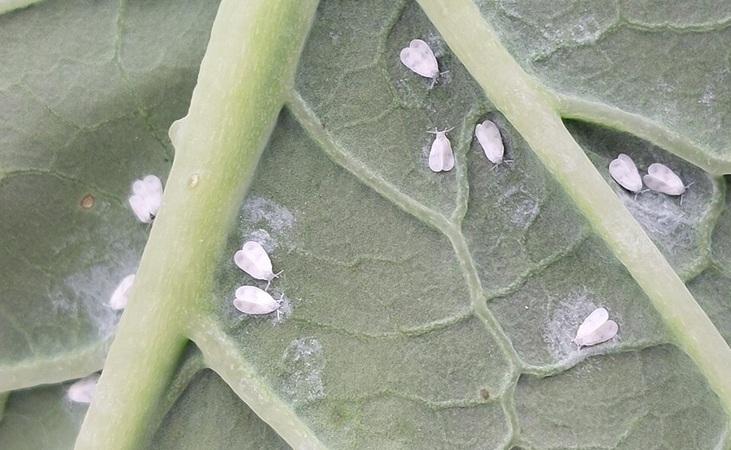 cabbage whitefly cabbage whitefly
