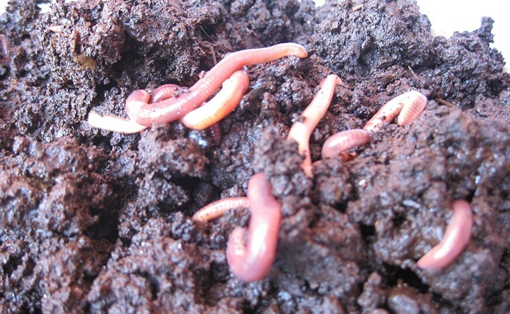 vermicomposting, image: Emmanuel Morin, France, 2010 wikimedia commons vermicomposting, image: Emmanuel Morin, France, 2010 wikimedia commons