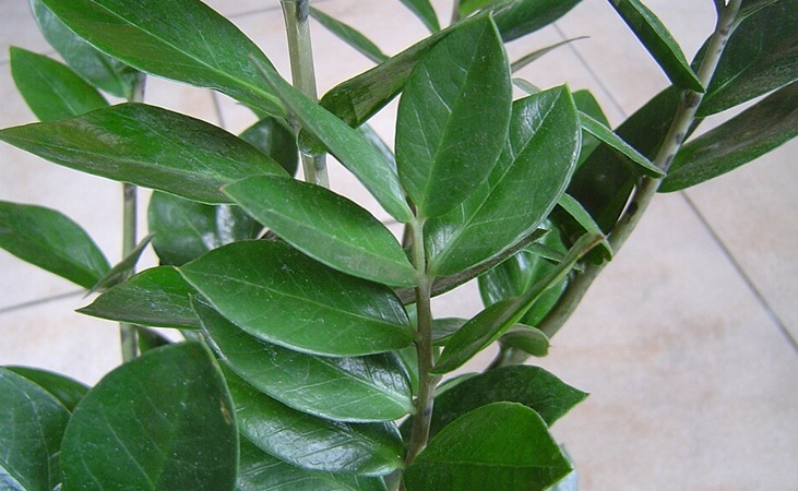 ZZ plant