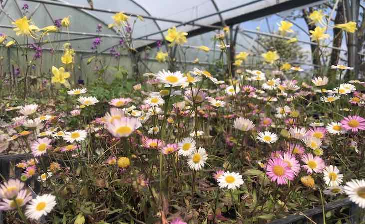 Mexican fleabane