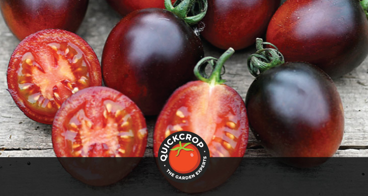 Tomatoes cut to reveal juicy insides - header image with Quickcrop logo Tomatoes cut to reveal juicy insides - header image with Quickcrop logo