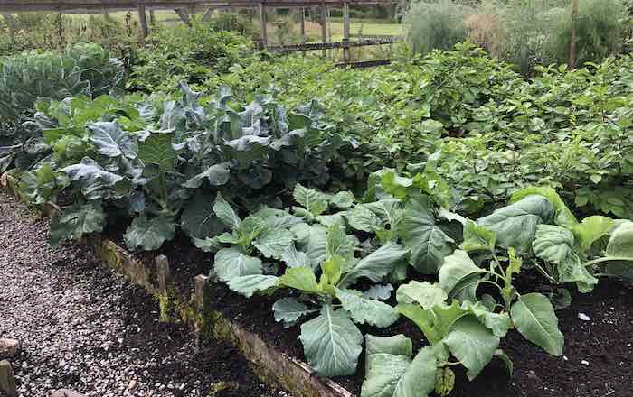 brassica bed