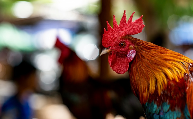 a rooster