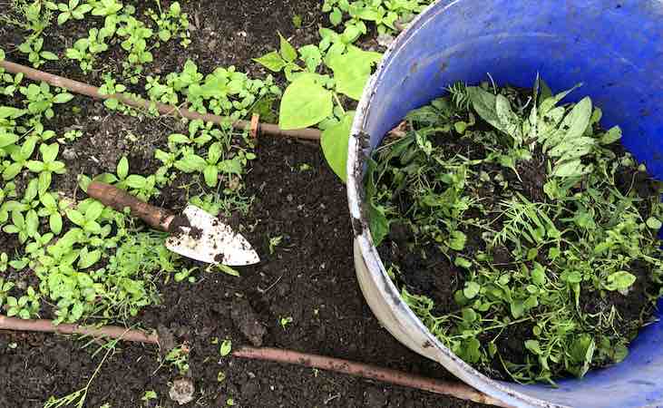 weeding vegetable beds