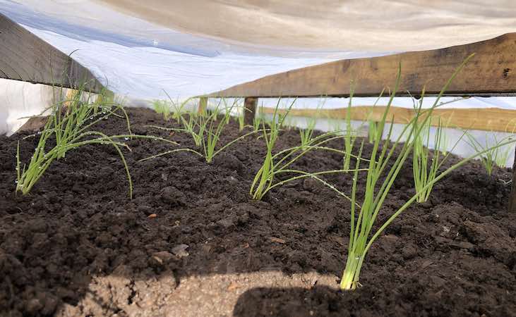 Fleece elevated and placed over onion seedlings