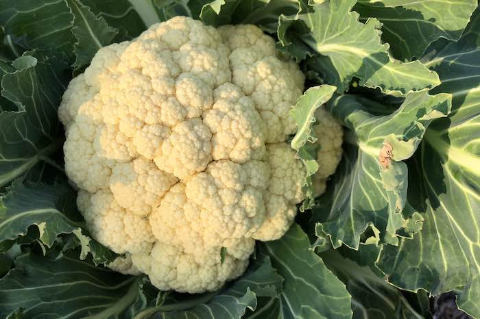 Aalsmeer cauliflower head in April