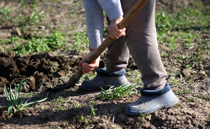 digging soil with a spade. digging soil with a spade.