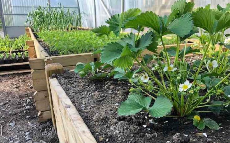 Neat vegetable beds in a polytunnel