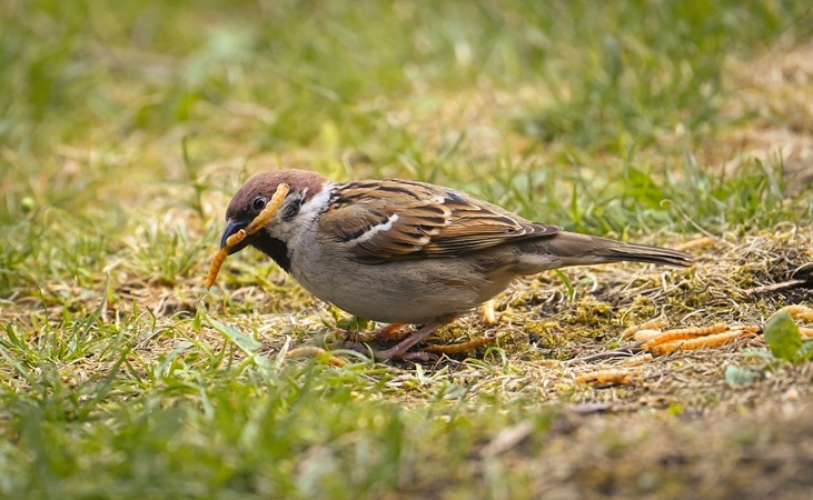 A sparrow feeding on mealworms