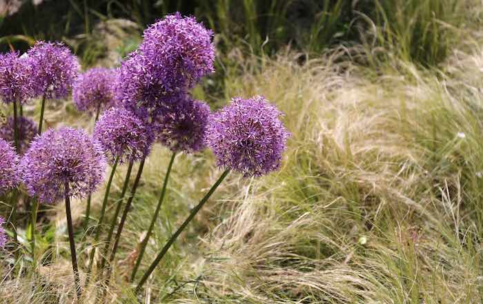 Alliums and ornamental grasses