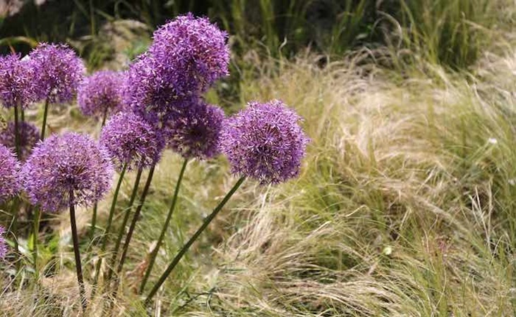 Allium 'Gladiator' with ornamental grass Allium 'Gladiator' with ornamental grass