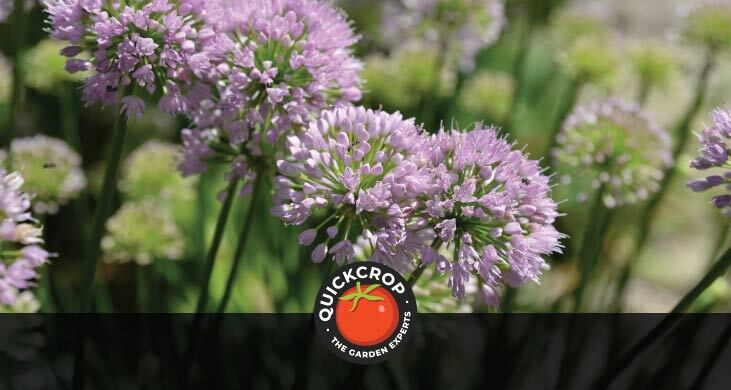 Alliums - header image with Quickcrop logo Alliums - header image with Quickcrop logo