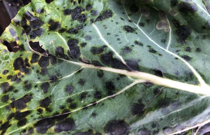 Black spots on brassica can be a sign of Alternaria leaf spot