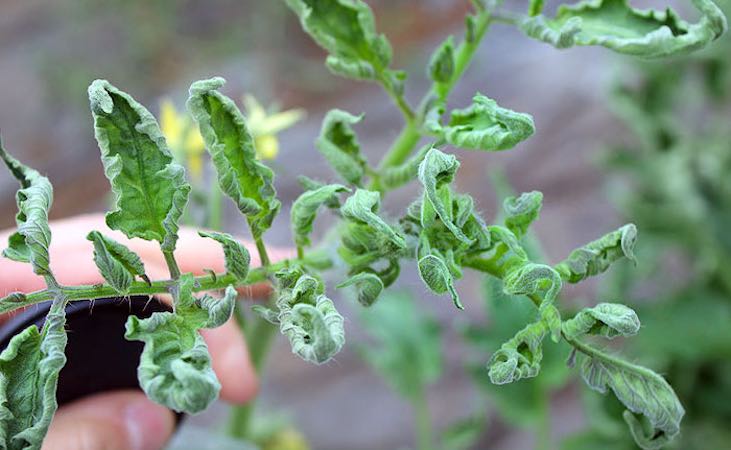 Aminopyralid hormone weedkiller problem tomato