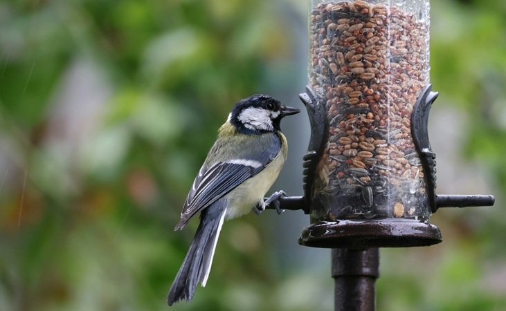 a bird perched on a bird feeder