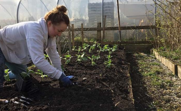 Anna planting out broad beans